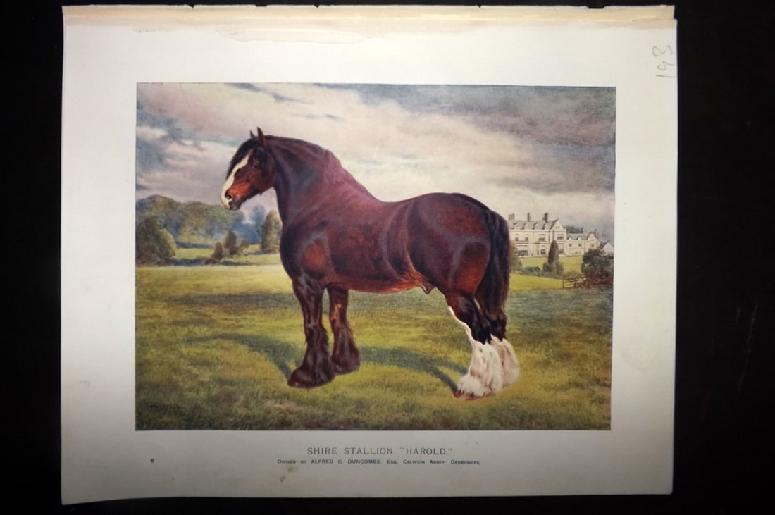 Prince-Sheldon, J. 1902 Horse Print. Shire Stallion "Harold": Offset Lithographs Published 1902, Cassell and Co., London for "Live Stock in Health and Disease" by Professor J. Prince-Sheldon. Paper Size: 10.5 x 8 inch (27 x 21cm) Good Condition