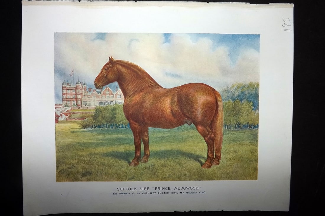 Prince-Sheldon, J. 1902 Horse Print. Suffolk Sire "Prince Wedgwood": Offset Lithographs Published 1902, Cassell and Co., London for "Live Stock in Health and Disease" by Professor J. Prince-Sheldon. Paper Size: 10.5 x 8 inch (27 x 21cm) Good Condition