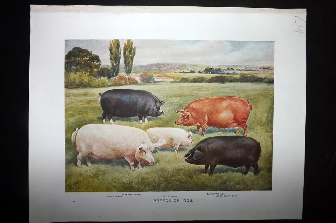 Prince-Sheldon, J. 1902 Print. Breeds of Pigs: Offset Lithographs Published 1902, Cassell and Co., London for "Live Stock in Health and Disease" by Professor J. Prince-Sheldon. Paper Size: 10.5 x 8 inch (27 x 21cm) Good Condition