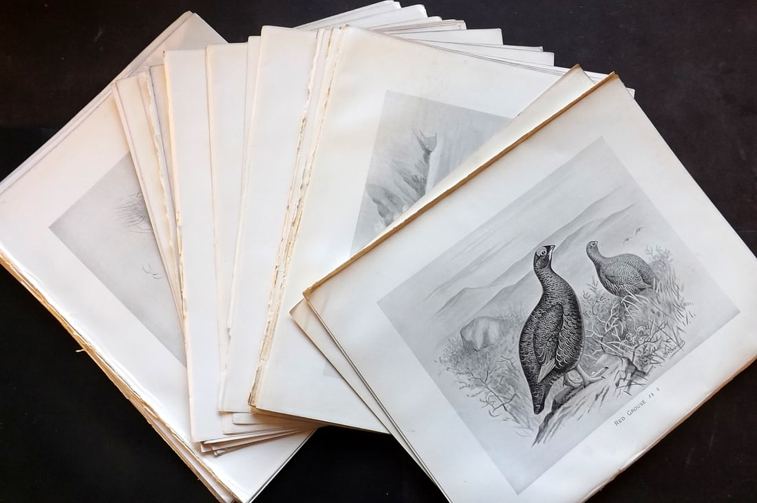 Frohawk, Frederick 1898 Lot of 50 Folio Antique Bird Prints (1 of 10)