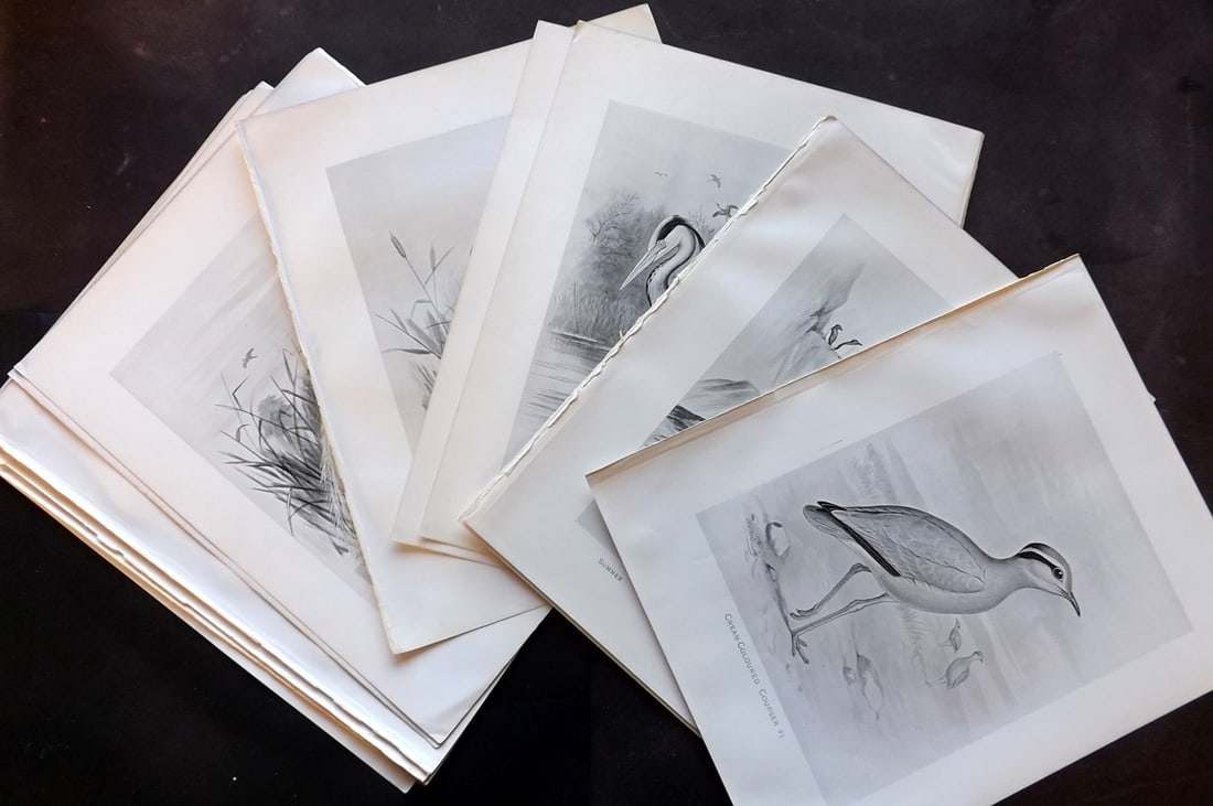 Frohawk, Frederick 1898 Lot of 12 Folio Antique Bird Prints (1 of 3)