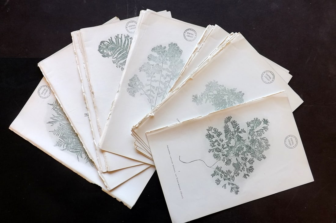 Druery, Charles C1910 Lot of 40 Nature Printed Ferns (Library Stamps): Antique Nature Printed Offset Lithographs Published C1910, London for "British Ferns and Their Varieties" by Charles Druery. Paper Size: 8.5 x 5 inch (22 x 13cm) Unrelated text to reverse. All with in