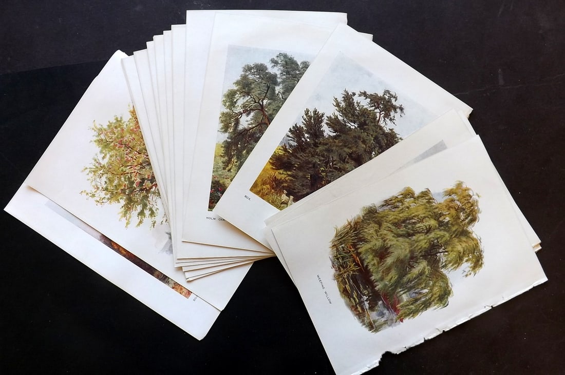 Boulger, George 1907 Lot of 19 Antique Tree Prints. Botanical Plates: Offset Lithographs Published 1907, London for "Familiar Trees" by George Boulger. Paper Size: 7 x 5 inch (18 x 13cm) Good Condition