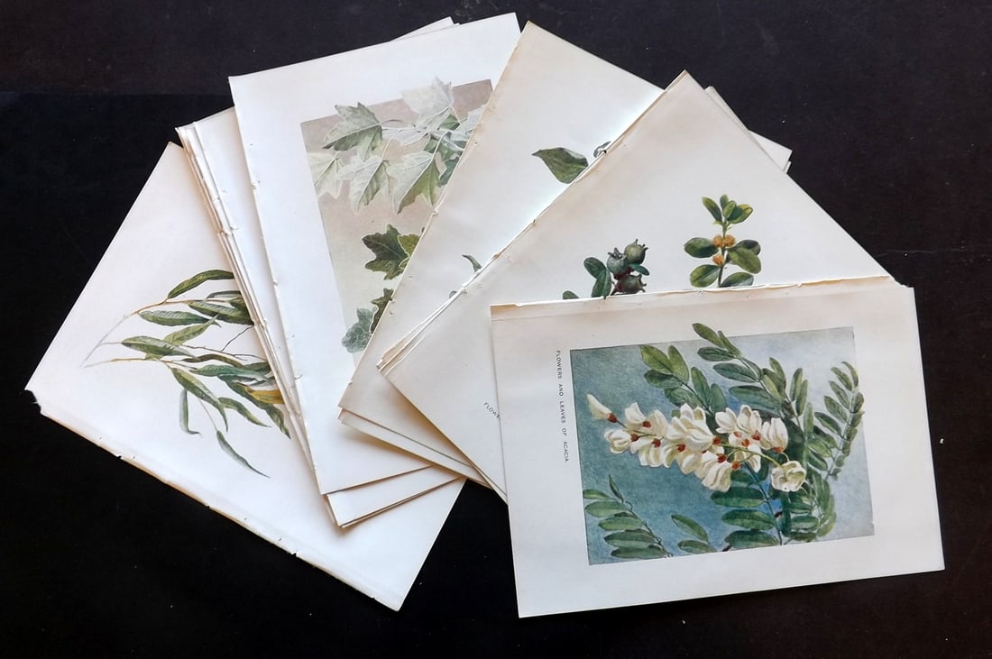 Boulger, George 1907 Lot of 14 Antique Botanical Prints: Offset Lithographs Published 1907, London for "Familiar Trees" by George Boulger. Paper Size: 7 x 5 inch (18 x 13cm) Good Condition