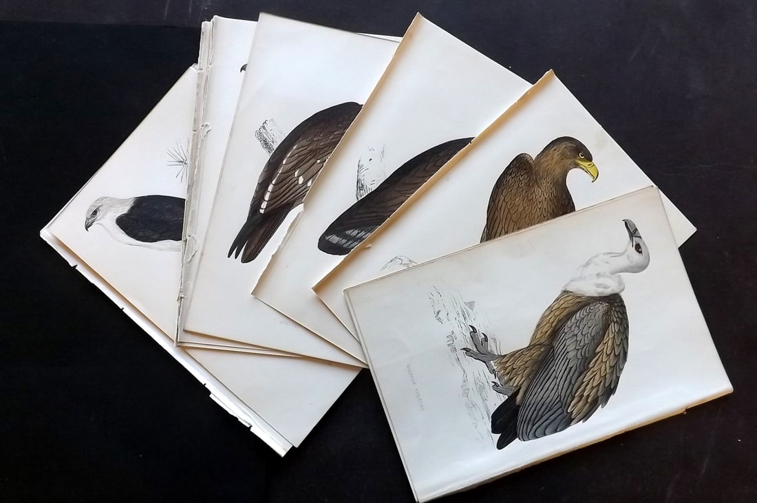Morris, Francis 1867 Lot of 12 Antique Birds of Prey Prints: Antique Woodblock Published 1863-7, London for "A History of British Birds" by the Rev. Francis Orpen Morris. Printed in colours and finished by hand. Paper Size: 7 x 5 inch (18 x 12cm) Good Condition