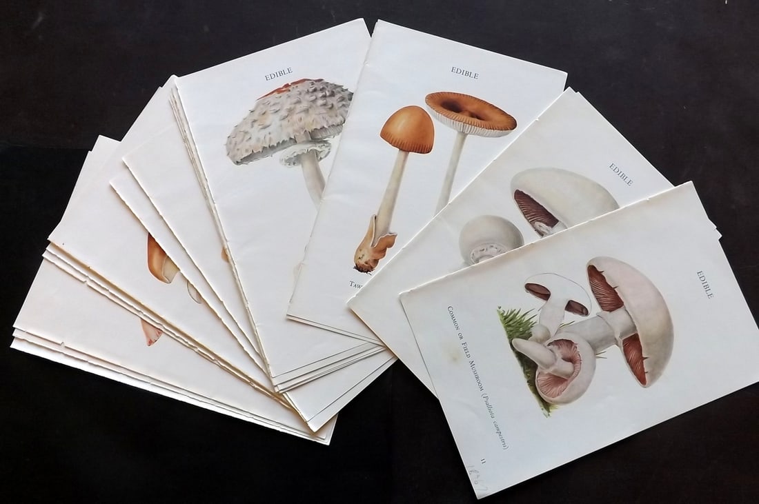 MAFF 1950 Lot of 26 Vintage Mushroom Fungi Prints: Vintage Offset Lithograph Published 1950, London for "Edible and Poisonous Fungi" by the Ministry of Agriculture & Fisheries (MAFF) Descriptive text to verso, but this relates to adjacent plate. Paper