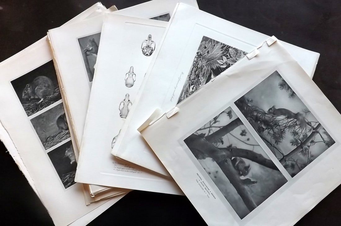 Millais, John 1904 Lot of 30 Folio Natural History Prints: Antique Folio Photoengravings and Lithographs Published 1904, London for "The Mammals of Great Britain and Ireland" by John Guille Millais. Illustrated by Archibald Thorburn, George Lodge and the Auth