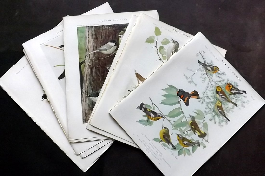 Eaton & Fuertes Birds of New York 1914 Lot of 13 Bird Prints: Antique Collotype Published 1909-15, Albany for "The Birds of New York" by Elon Howard Eaton. Illustrated by Louis Agassiz Fuertes. Part of the New York State Museum Annual Report Series. Paper Size: 