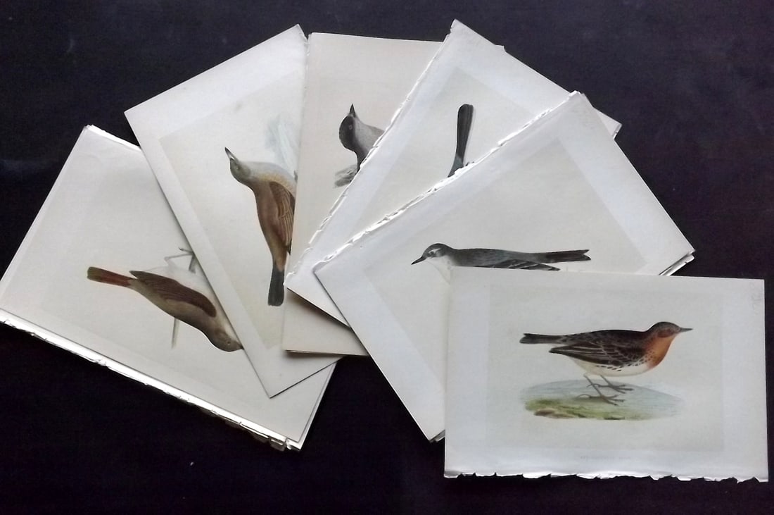 Bree, Charles 1859 Lot of 20 Hand Col Bird Prints (1 of 4)