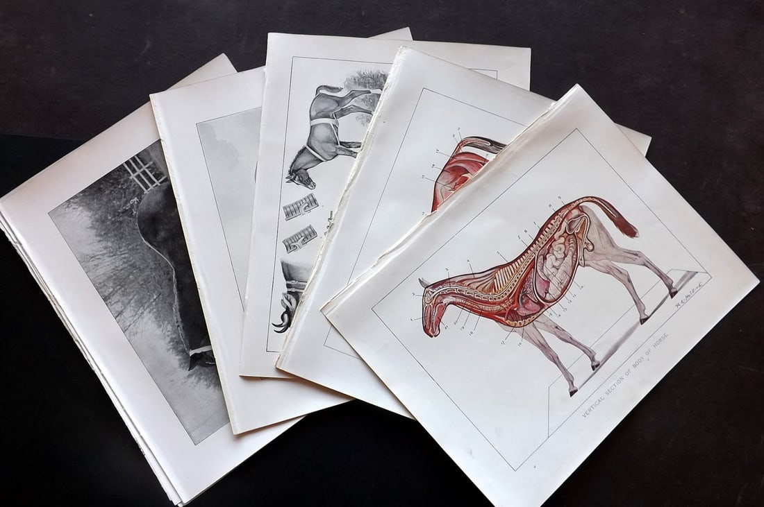 Prince-Sheldon, J. 1902 Lot of 11 Antique Horse Prints (1 of 3)