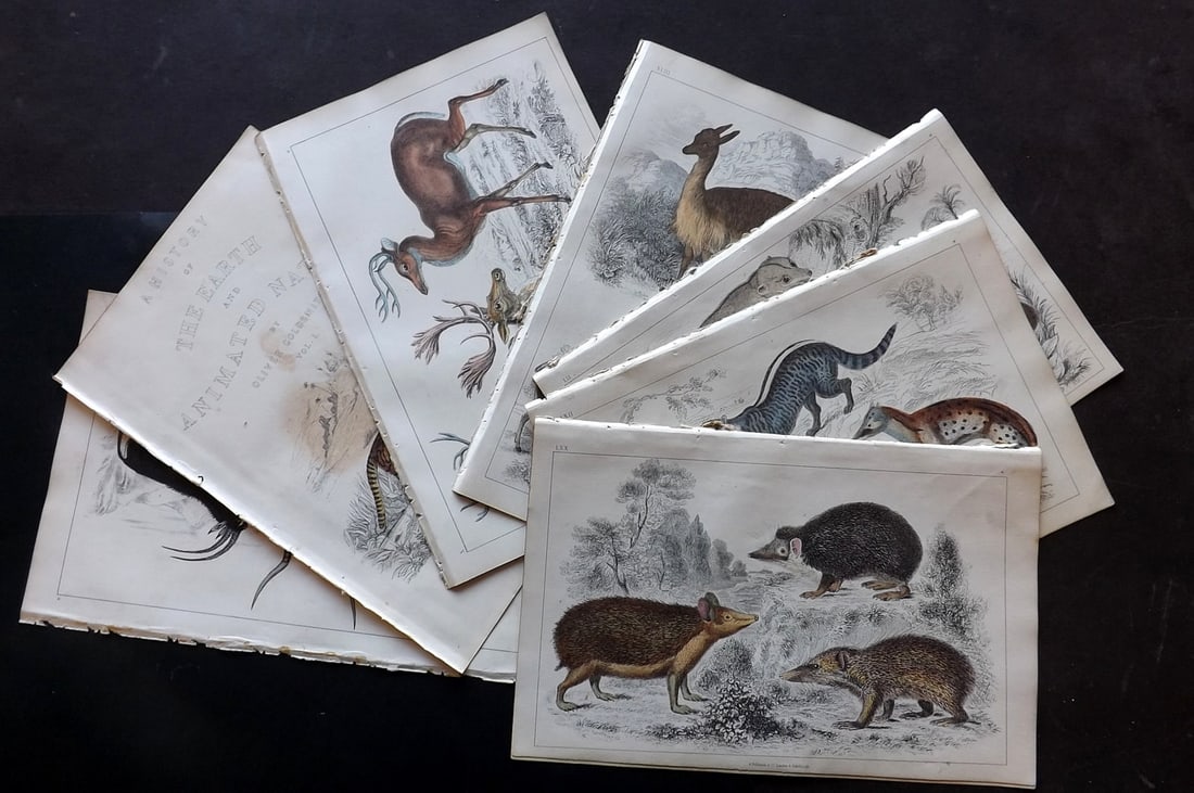 Goldsmith, Oliver 1852 Lot of 12 Hand Col Natural History Prints: Hand Colored Etching/Engraving Published 1852 by A. Fullarton & Co., London for "A History of the Earth and Animated Nature" by Oliver Goldsmith. Paper Size: 10 x 6 inch (25 x 16cm) Good Condition