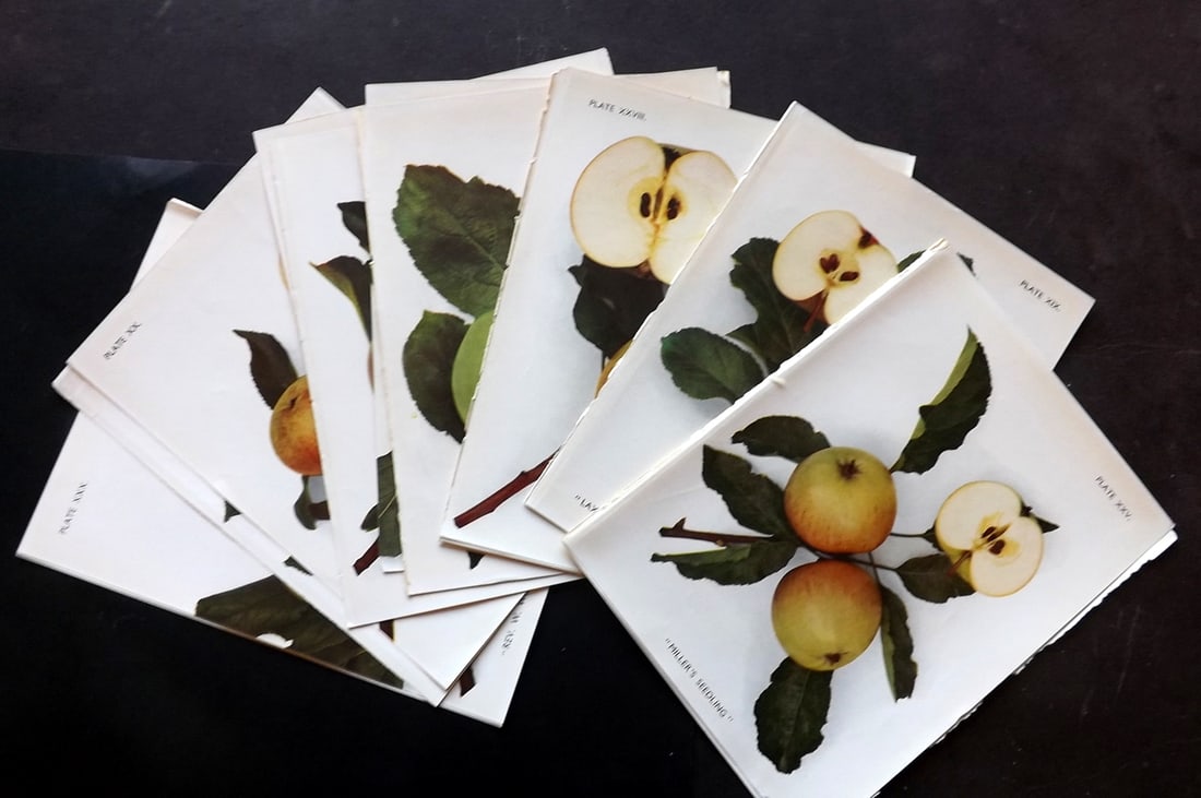 Taylor, H. V. 1948 Lot of 16 Vintage Fruit Prints. Apples (1 of 4)