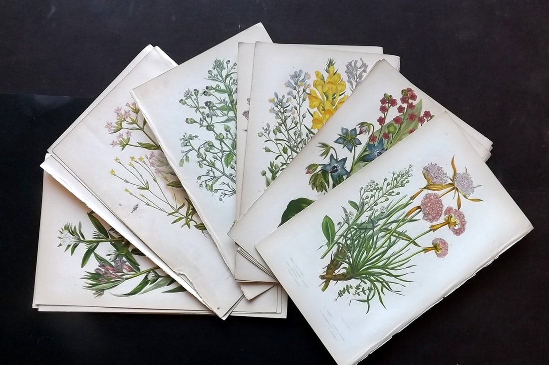 Pratt, Anne C1870 Lot of 17 Antique Botanical Prints (1 of 4)