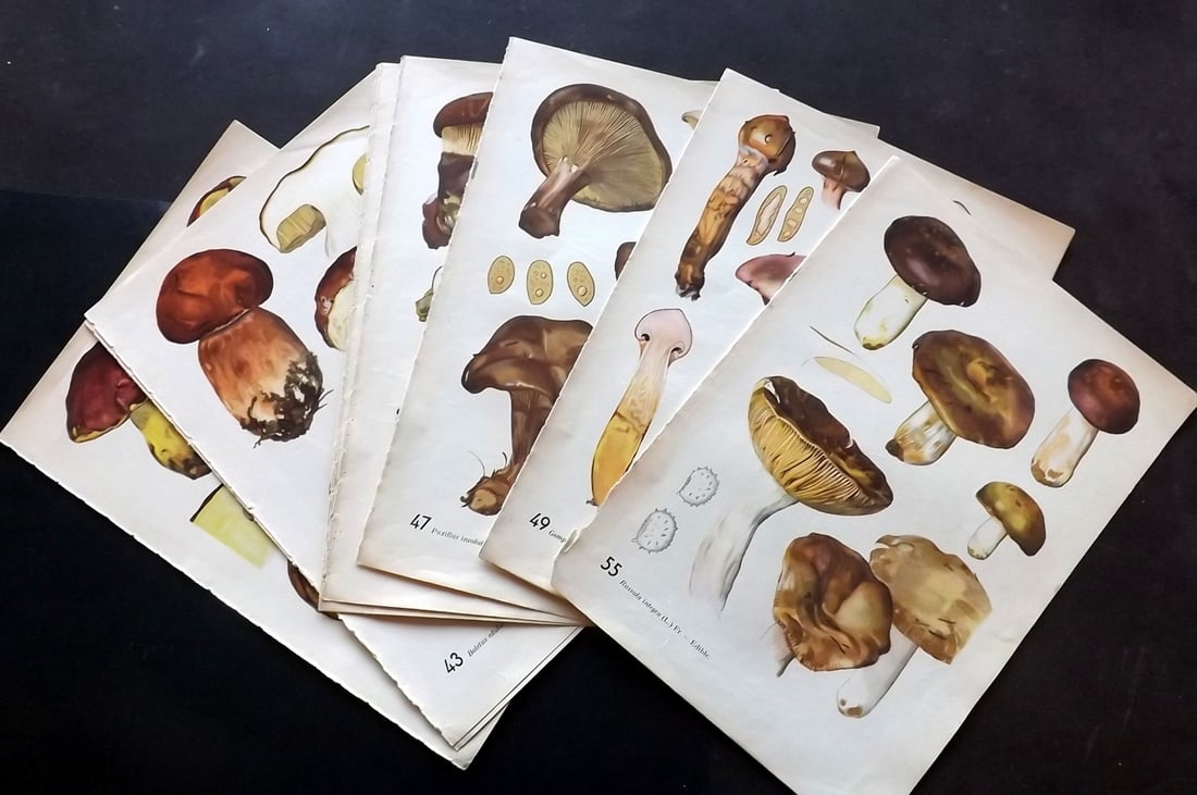 Pilat & Usak 1954 Lot of 10 Folio Mushroom Prints: Folio Offset Lithographs Published 1954, London for "Mushrooms" by Albert Pilat & Otto Usak. Text to the reverse but none showing through front side. Paper Size: 11.5 x 8 inch (29 x 20cm) Good Conditi
