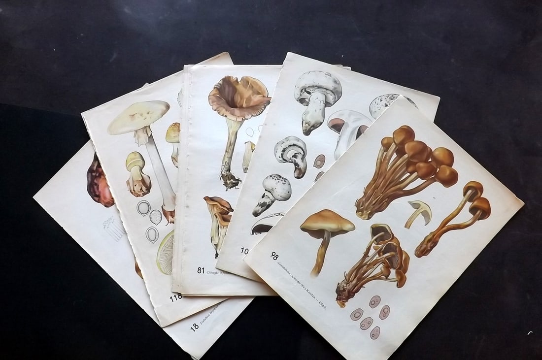 Pilat & Usak 1954 Lot of 10 Folio Mushroom Prints: Folio Offset Lithographs Published 1954, London for "Mushrooms" by Albert Pilat & Otto Usak. Text to the reverse but none showing through front side. Paper Size: 11.5 x 8 inch (29 x 20cm) Good Conditi
