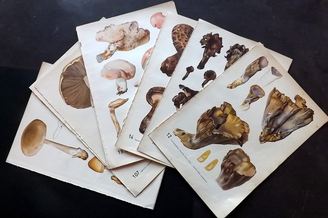 Pilat & Usak 1954 Lot of 10 Folio Mushroom Prints: Folio Offset Lithographs Published 1954, London for "Mushrooms" by Albert Pilat & Otto Usak. Text to the reverse but none showing through front side. Paper Size: 11.5 x 8 inch (29 x 20cm) Good Conditi