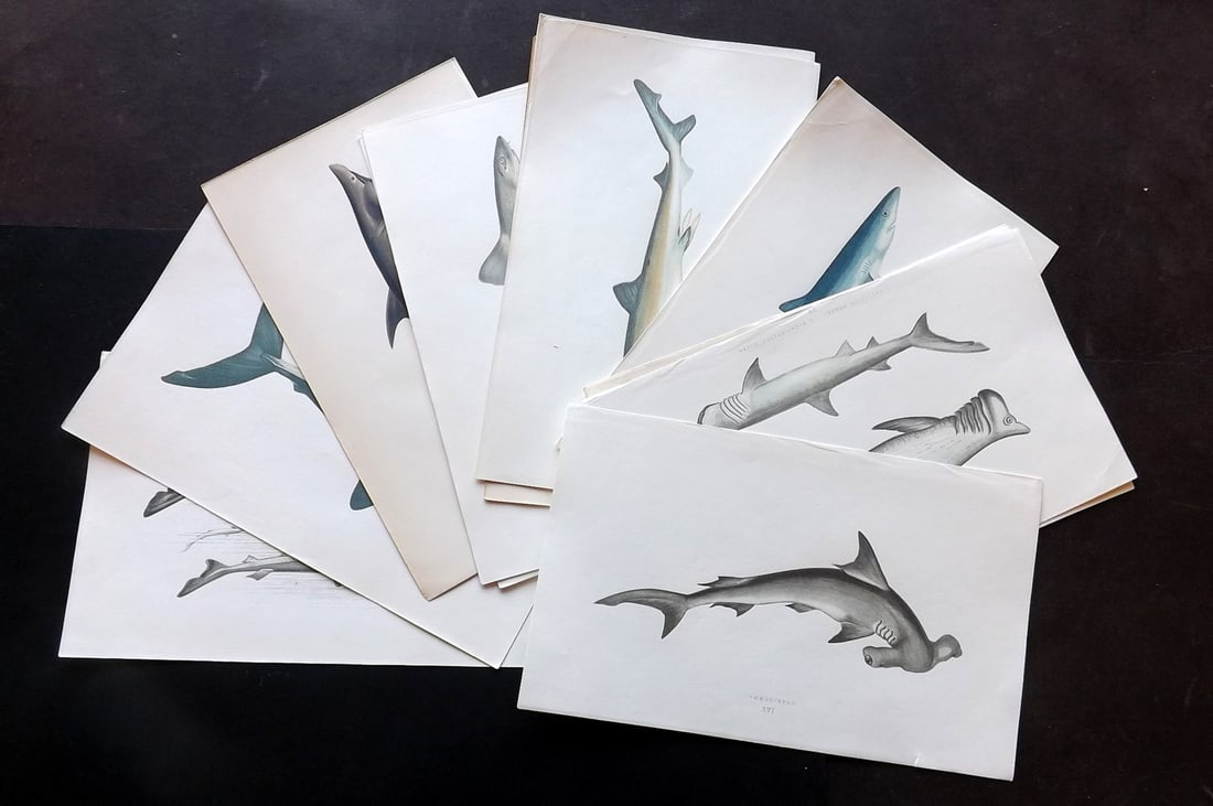 Couch, Jonathan 1878 Lot of 14 Antique Shark Prints: Colour Printed Woodblock Published 1877-78, London for "A History of the Fishes of the British Islands" by Jonathan Couch. Paper Size: 10 x 6.5 inch (25 x 17cm) Good Condition