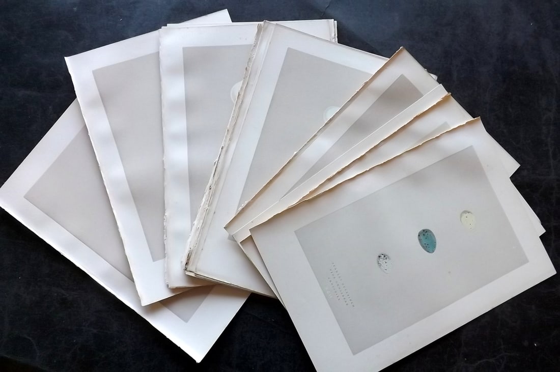 Morris, Francis 1892 Lot of 24 Antique Bird Egg Prints: Woodblocks Published 1892, London for "A Natural History of the Nests and Eggs of British Birds" By the Rev. Francis Orpen Morris, printed Benjamin Fawcett. Paper Size: 10 x 7 nch (26 x 18cm) Good Con