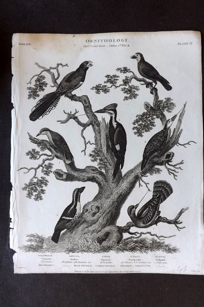 Rees, Abraham 1820 Bird Print. Trogon, Barbet, Woodpeckers, Wryneck: Copper Plate Published 1802-20 by Longman, Hurst, Rees & Orme for "The Cycloaedia: or, Universal dictionary of arts, sciences, and literature" By Abraham Rees. Paper Size: 10.5 x 8.5 inch (27 x 22cm) 