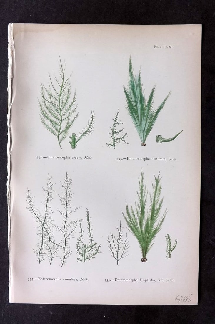 Gatty, Alfred 1872 Antique Seaweed Print. Enteromorpha 71: Antique Woodblock Published 1872, London for "British Sea-Weeds. Drawn From Professor Harvey's 'Phycologia Britannica'" by Mrs Alfred Gatty. Printed in colours, some plates with additional hand colour