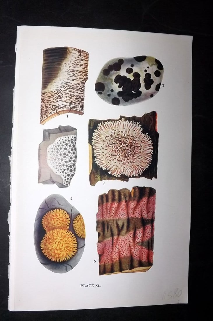 Massee, George 1911 Lichen Print. Graphis, Verrucaria, Lecidea, Pannaria, Physcia 40: Antique offset Lithograph Published 1911, London for "British Fungi With a Chapter on Lichens" by George Massee. Paper Size: 8 x 5.5 inch (20 x 14cm) Good Condition