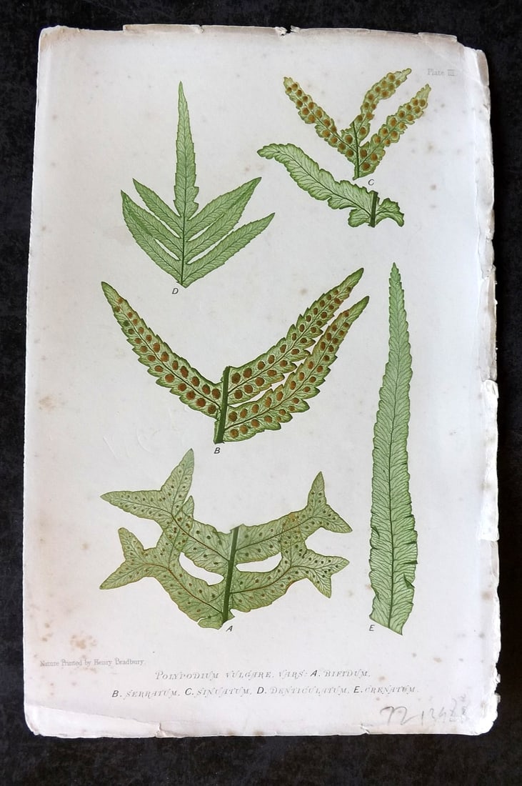 Moore & Bradbury 1860 Nature Fern. Polypodium Vulgare, Bifidum, Serratum 03: Nature Printed Electrotype Published 1859-60 by Bradbury & Evans, London for "The Octavo Nature-Printed British Ferns" by Thomas Moore. Printed by Henry Bradbury. Paper Size: 9.5 x 6 inch (24 x 16cm) 