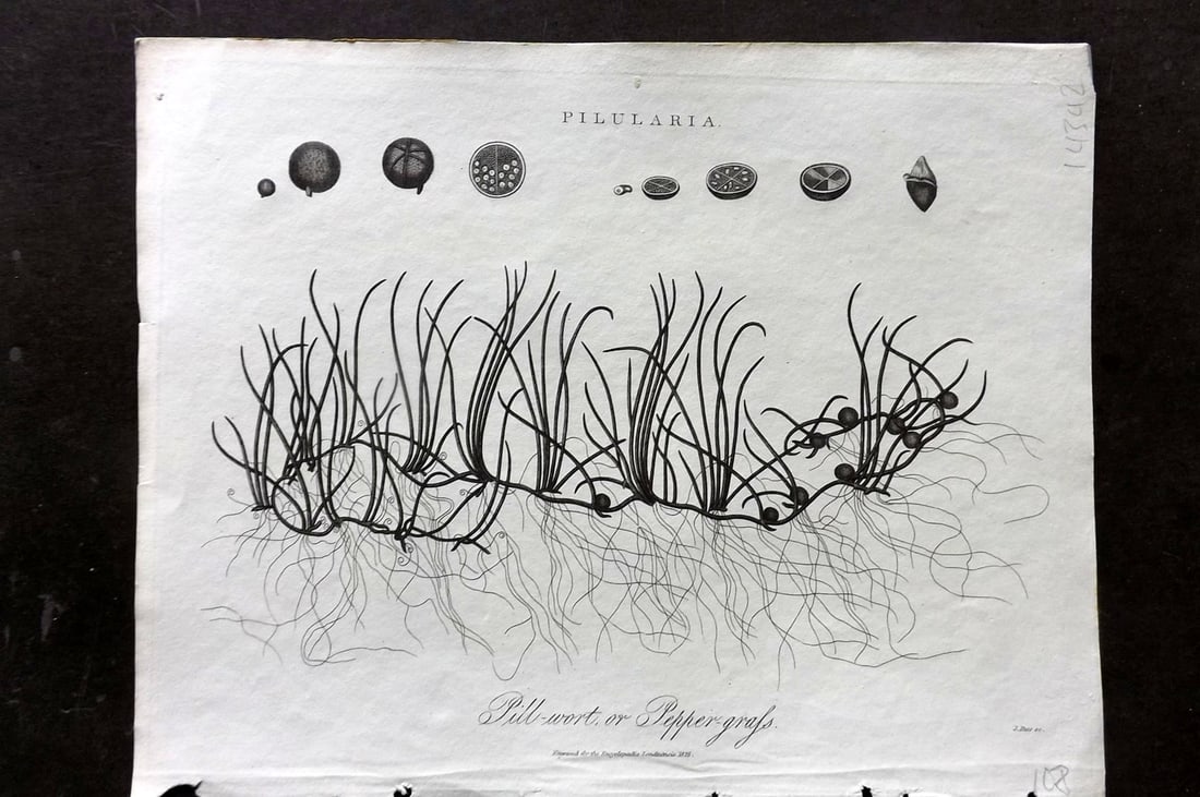 Wilkes, John 1813 Antique Botanical Print. Pill Wort or Pepper Grass: Copper Plate Published 1796-1828 London for "Encyclopaedia Londinensis, or universal dictionary of arts, sciences and literature" by John Wilkes et al. Paper Size: 10 x 8 inch (26 x 20cm) Good Conditi