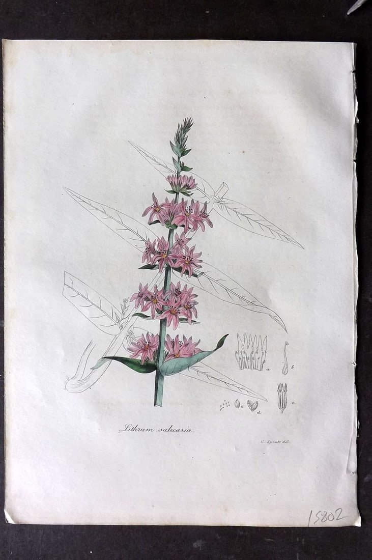 Woodville 1832 Hand Col Botanical Print. Lythrum Salicaria, Purple Loosestrife: Antique Etching Published 1832, London for "Medical Botany" Third Edition by William Woodville. Fine hand colour as issued. Paper Size: 10 x 7.5 inch (25 x 19cm) Good Condition