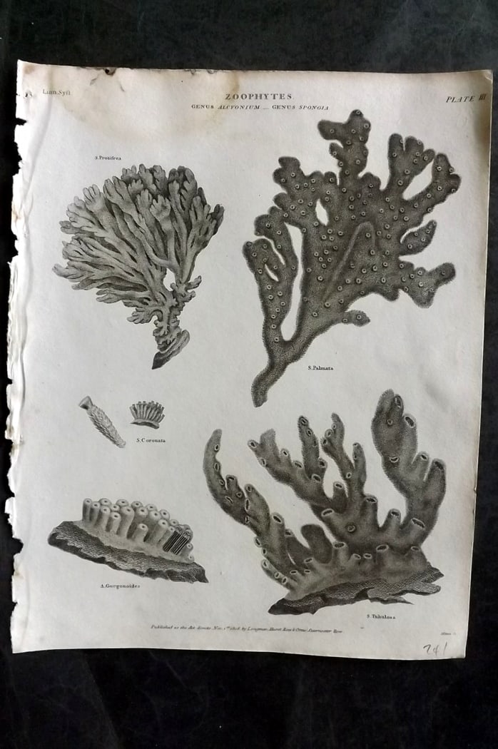 Rees, Abraham 1820 Antique Print. Zoophytes Coral 03: Copper Plate Published 1802-20 by Longman, Hurst, Rees & Orme for "The Cycloaedia: or, Universal dictionary of arts, sciences, and literature" By Abraham Rees. Paper Size: 10.5 x 8.5 inch (27 x 22cm) 