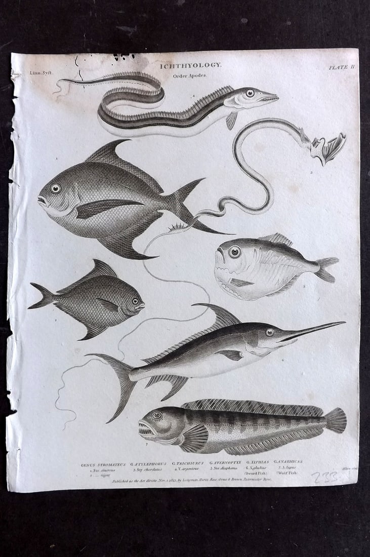 Rees, Abraham 1820 Antique Print. Cinereus, Stylephorus, Trichiuris, Sword Fish Wolf Fish 02: Copper Plate Published 1802-20 by Longman, Hurst, Rees & Orme for "The Cyclop?dia: or, Universal dictionary of arts, sciences, and literature" By Abraham Rees. Paper Size: 10.5 x 8 inch (27 x 21cm) Wa