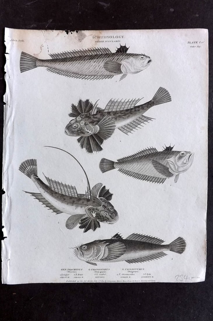 Rees, Abraham 1820 Antique Print. Ichthyology - Weever, Star Gazer, Dragonet Fish 01 (1 of 1)