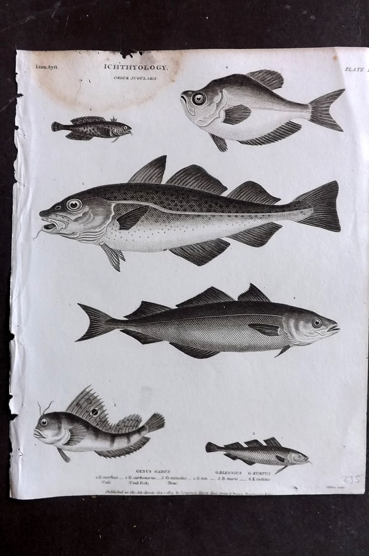 Rees, Abraham 1820 Antique Print. Ichthyology - Cod, Coal Fish, Poor, Gadus 02: Copper Plate Published 1802-20 by Longman, Hurst, Rees & Orme for "The Cyclop?dia: or, Universal dictionary of arts, sciences, and literature" By Abraham Rees. Paper Size: 10.5 x 8 inch (27 x 21cm) Wa