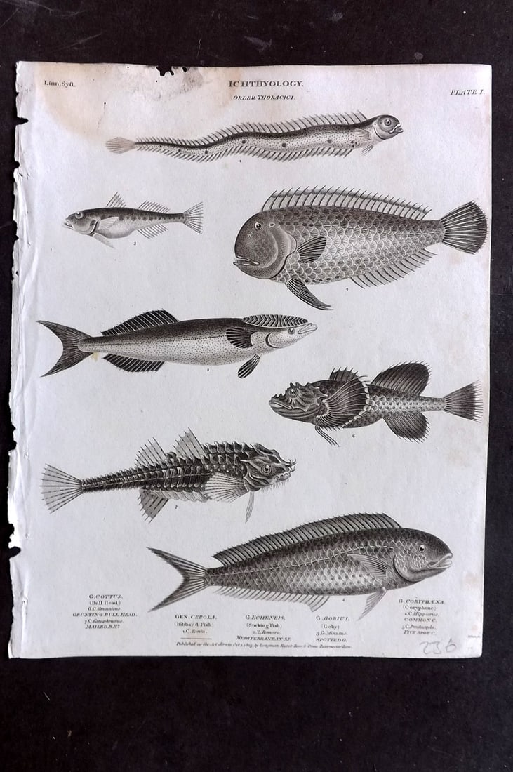 Rees, Abraham 1820 Antique Print. Ichthyology - Bull Head, Ribband, Sucking Fish, Goby 01: Copper Plate Published 1802-20 by Longman, Hurst, Rees & Orme for "The Cyclop?dia: or, Universal dictionary of arts, sciences, and literature" By Abraham Rees. Paper Size: 10.5 x 8 inch (27 x 21cm) Wa