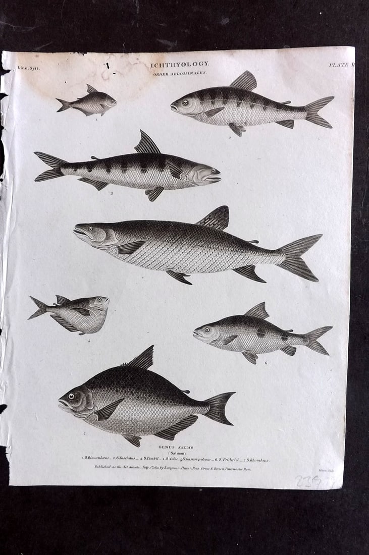 Rees, Abraham 1820 Antique Print. Ichthyology - Salmon, Bream 02: Copper Plate Published 1802-20 by Longman, Hurst, Rees & Orme for "The Cyclop?dia: or, Universal dictionary of arts, sciences, and literature" By Abraham Rees. Paper Size: 10.5 x 8 inch (27 x 21cm) Wa