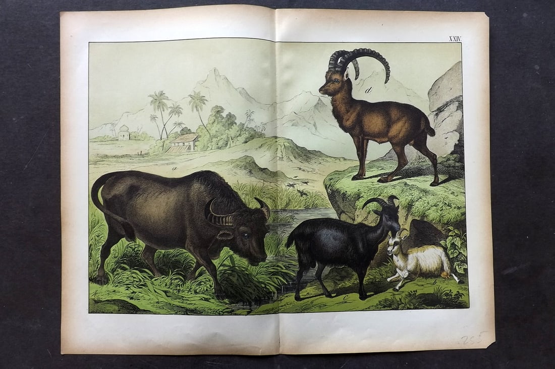 Schubert, Gotthilf C1880 Folio Print. Buffalo, Goat, Ibex 24: Folio Lithograph Published C1880, Hecklingen & Munich for "Le Regne Animal" by Gotthilf Heinrich von Schubert. Centre fold as published. Paper Size: 16 x 12.5 ich (40 x 32cm) Good Condition