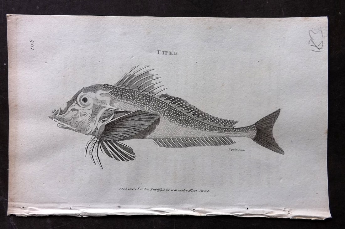 Shaw, George 1809 Antique Print. Piper Fish: Copper Plate Published 1809 by G.Kearsley, London for "Zoological Lectures..." by George Shaw. Paper Size: 8 x 5 inch (21 x 13cm) Very minor margin toning. Good Condition
