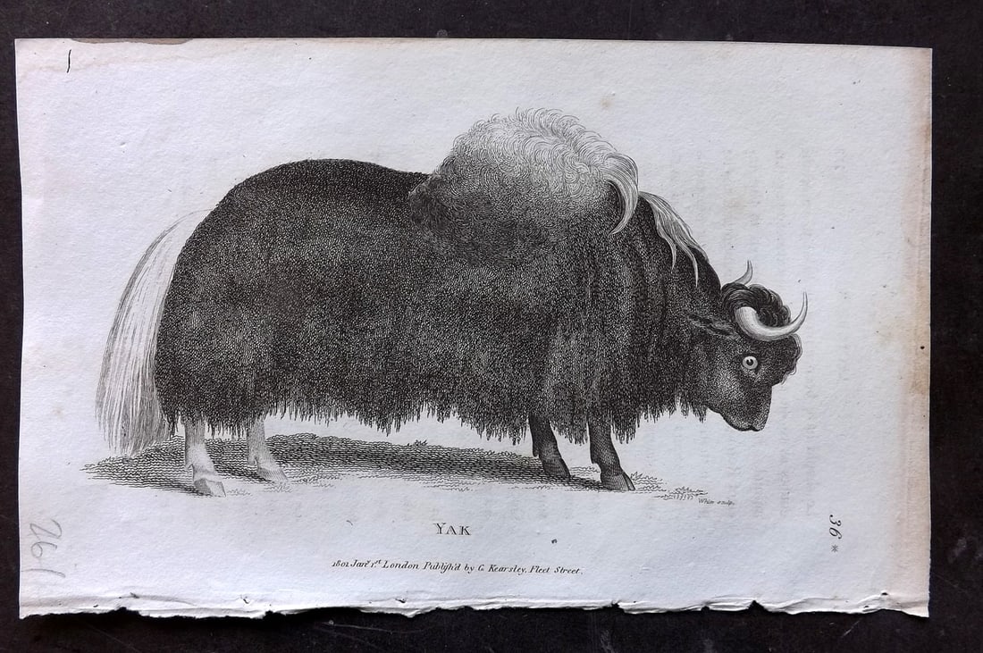 Shaw, George 1809 Antique Print. Yak: Copper Plate Published 1809 by G.Kearsley, London for "Zoological Lectures..." by George Shaw. Paper Size: 8 x 5 inch (21 x 13cm) Very minor margin toning and light text offsetting. Good Condition