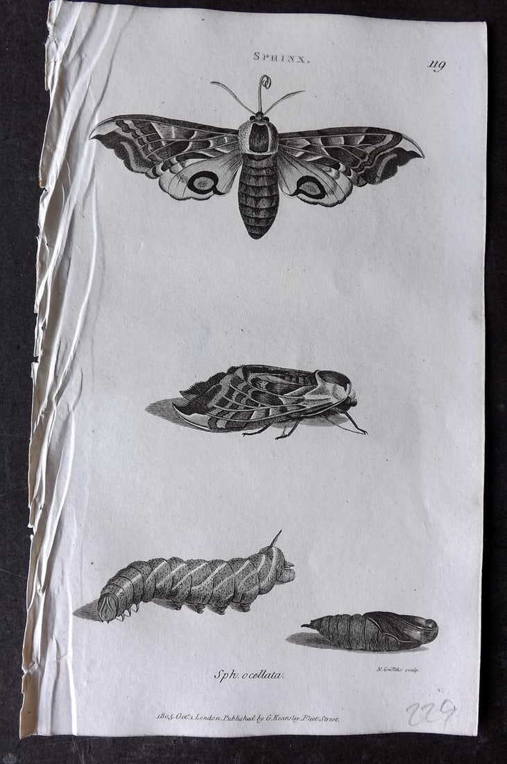 Shaw, George 1809 Antique Print. Sphinx Moth 119: Copper Plate Published 1809 by G.Kearsley, London for "Zoological Lectures..." by George Shaw. Paper Size: 8 x 5 inch (21 x 13cm) Good Condition