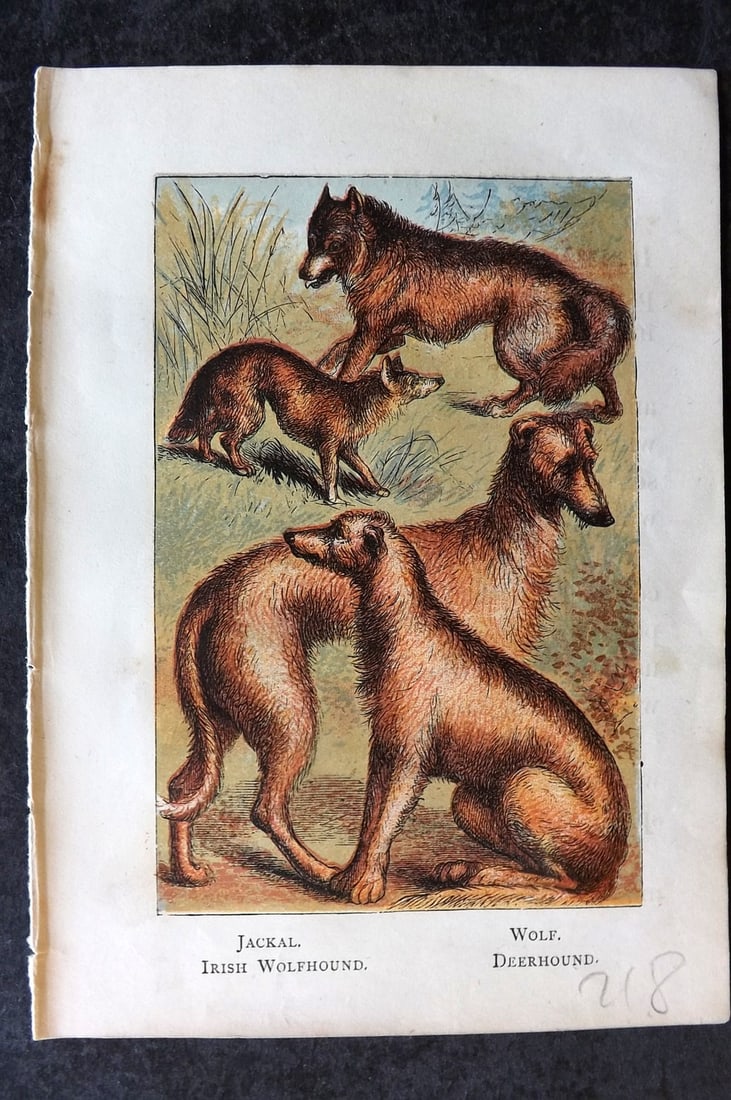 Warne, Frederick (Pub) C1880 Print. Jackal, Wolf, Irish Wolfhound, Deerhound (1 of 1)