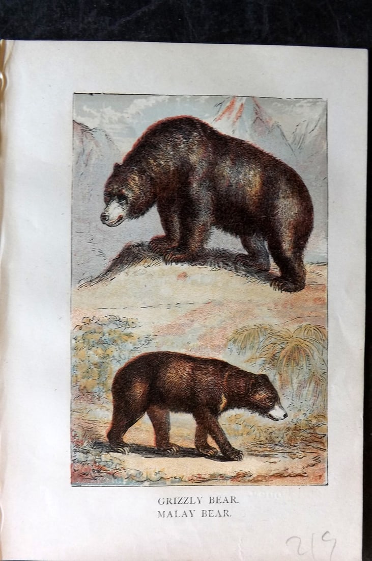 Warne, Frederick (Pub) C1880 Print. Grizzly & Malay Bear: Color Printed Woodblock Published C1880 by Frederick Warne, London for "Warne's Picture Natural History" Descriptive text to the reverse side. Paper Size: 6 x 4.25 inch (15 x 11cm) Good Condition