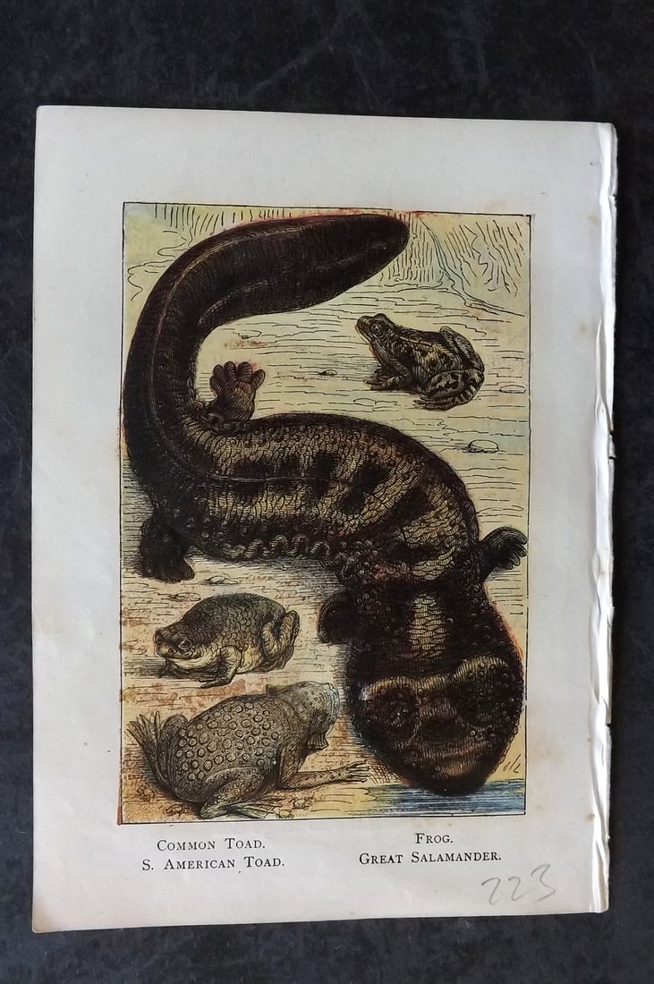 Warne, Frederick (Pub) C1880 Print. Toad, Frog, Great Salamander: Color Printed Woodblock Published C1880 by Frederick Warne, London for "Warne's Picture Natural History" Descriptive text to the reverse side. Paper Size: 6 x 4.25 inch (15 x 11cm) Good Condition