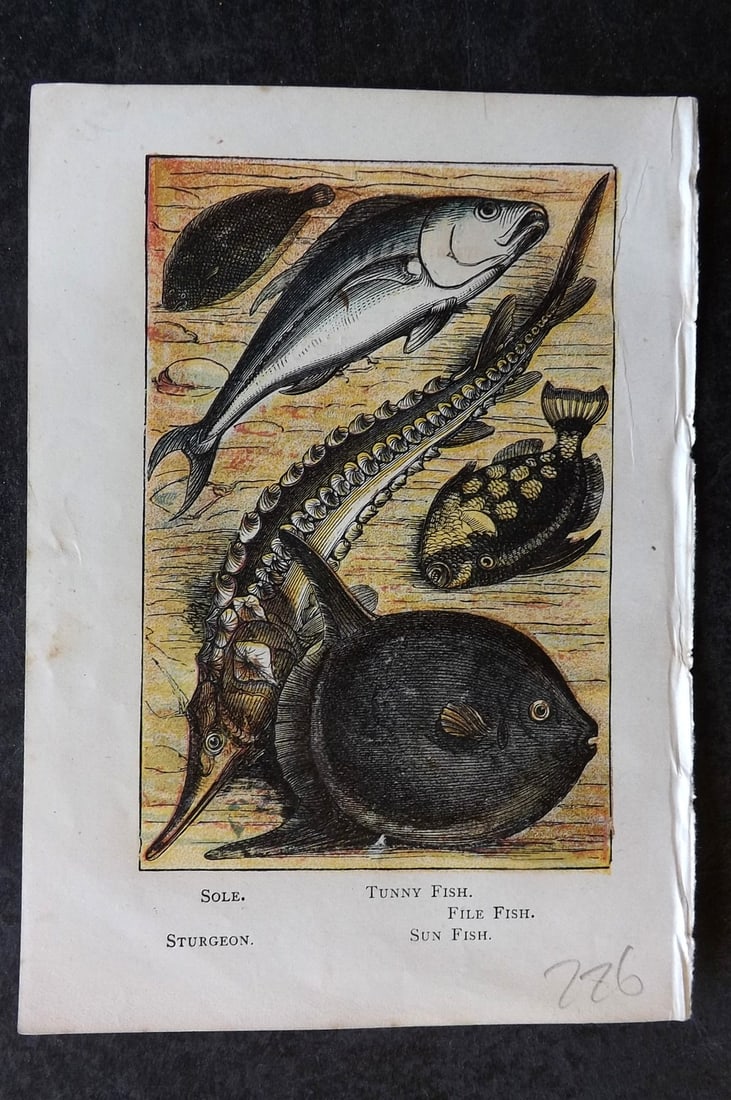 Warne, Frederick (Pub) C1880 Print. Sole, Tunny Fish, File Fish, Sturgeon, Sun Fish (1 of 1)