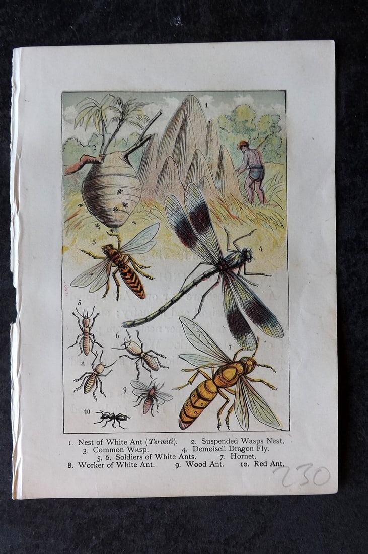 Warne, Frederick (Pub) C1880 Print. Ants, Hornets, Dragon Fly & Wasps: Color Printed Woodblock Published C1880 by Frederick Warne, London for "Warne's Picture Natural History" Descriptive text to the reverse side. Paper Size: 6 x 4.25 inch (15 x 11cm) Good Condition