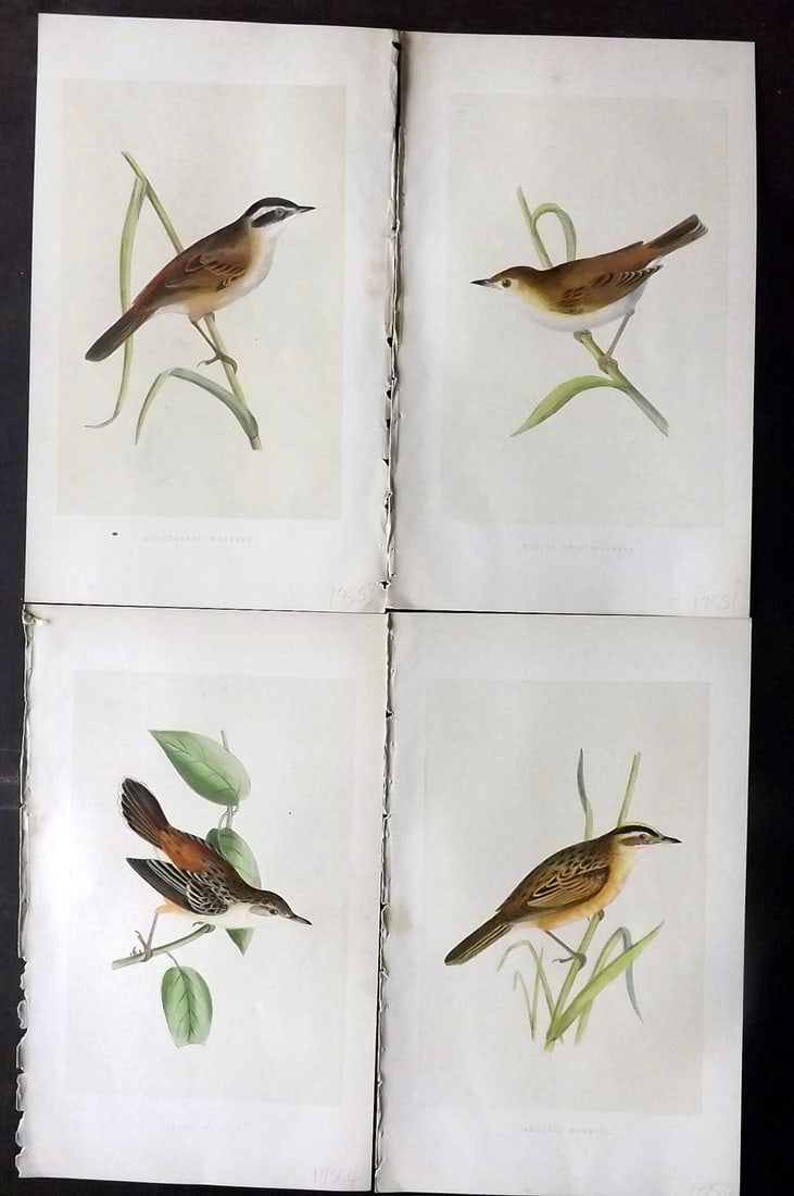 Bree, Charles 1859 Lot of 4 Hand Col Bird Prints (1 of 2)