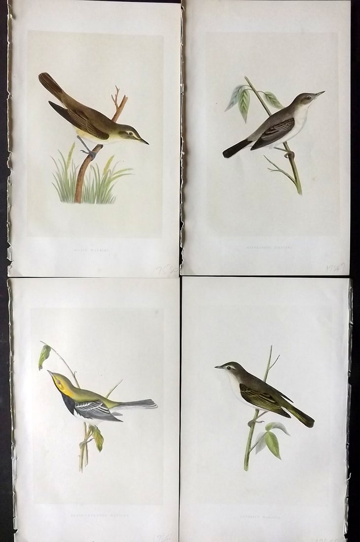 Bree, Charles 1859 Lot of 4 Hand Col Bird Prints (1 of 2)
