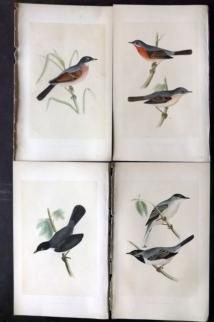 Bree, Charles 1859 Lot of 4 Hand Col Bird Prints (1 of 2)