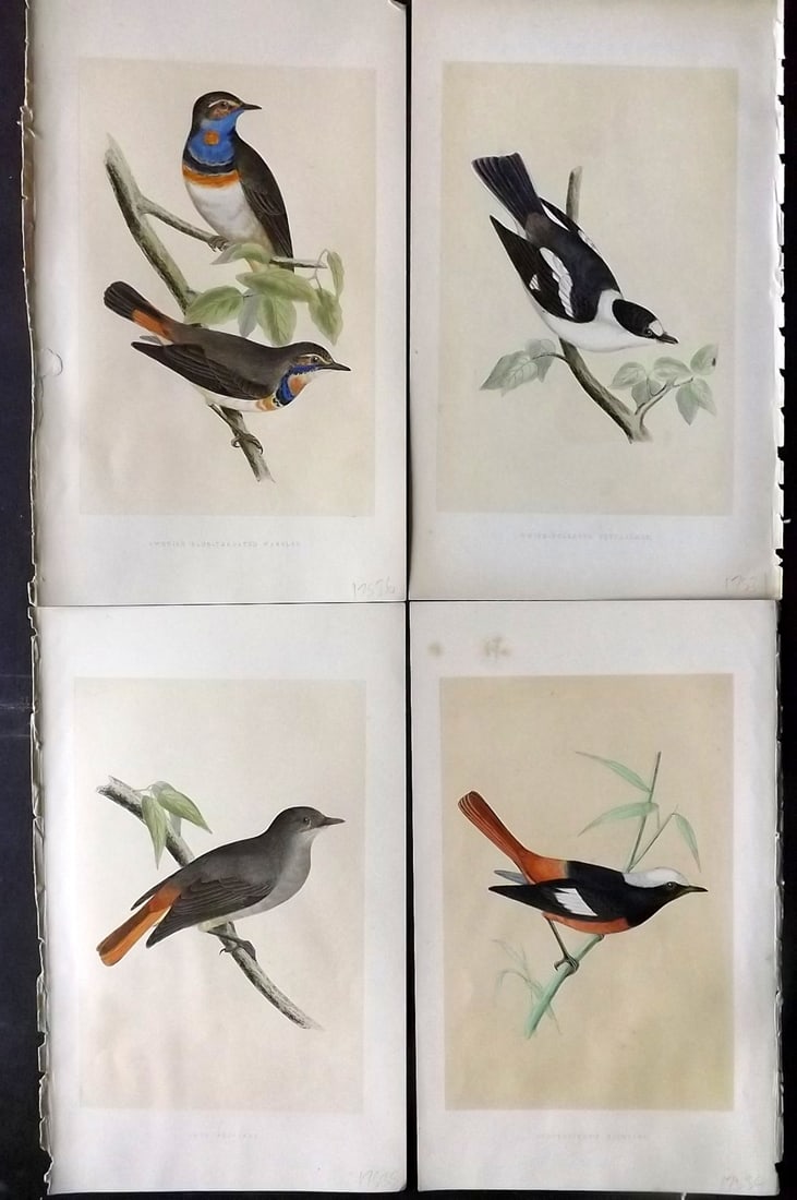 Bree, Charles 1859 Lot of 4 Hand Col Bird Prints (1 of 2)
