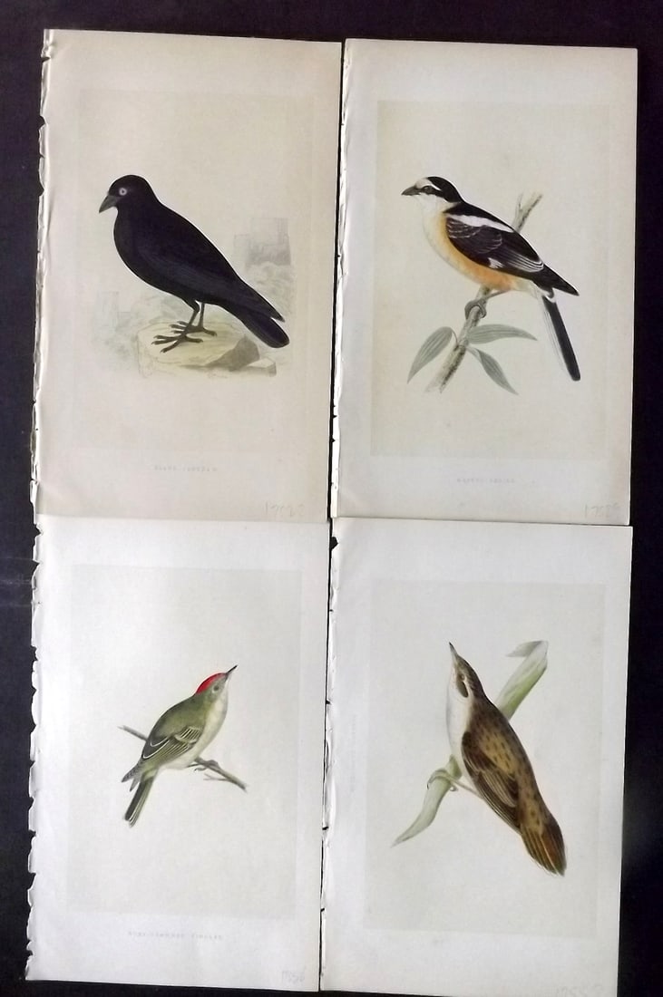 Bree, Charles 1859 Lot of 4 Hand Col Bird Prints (1 of 2)