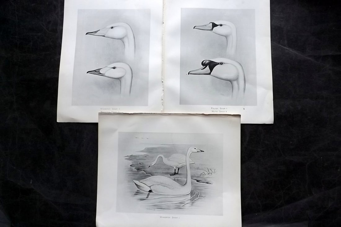 Frohawk, Frederick 1898 Lot of 3 Bird Prints. Swans (1 of 2)