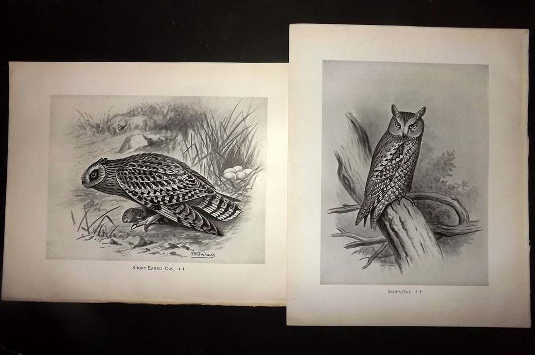Frohawk, Frederick 1898 Pair of Bird Prints. Owls: Offset Lithograph Published 1896-98, London for "British Birds with their Nests and Eggs" by Arthur G. Butler. Illustrated by Frederick William Frohawk. Paper Size: 12 x 9.5 inch (30 x 24cm) Good Cond